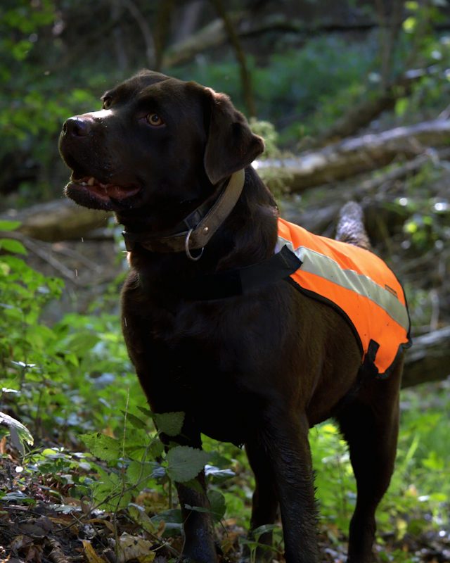 Ormanda turuncu reflektörlü koruma yeleği giymiş kahverengi labrador